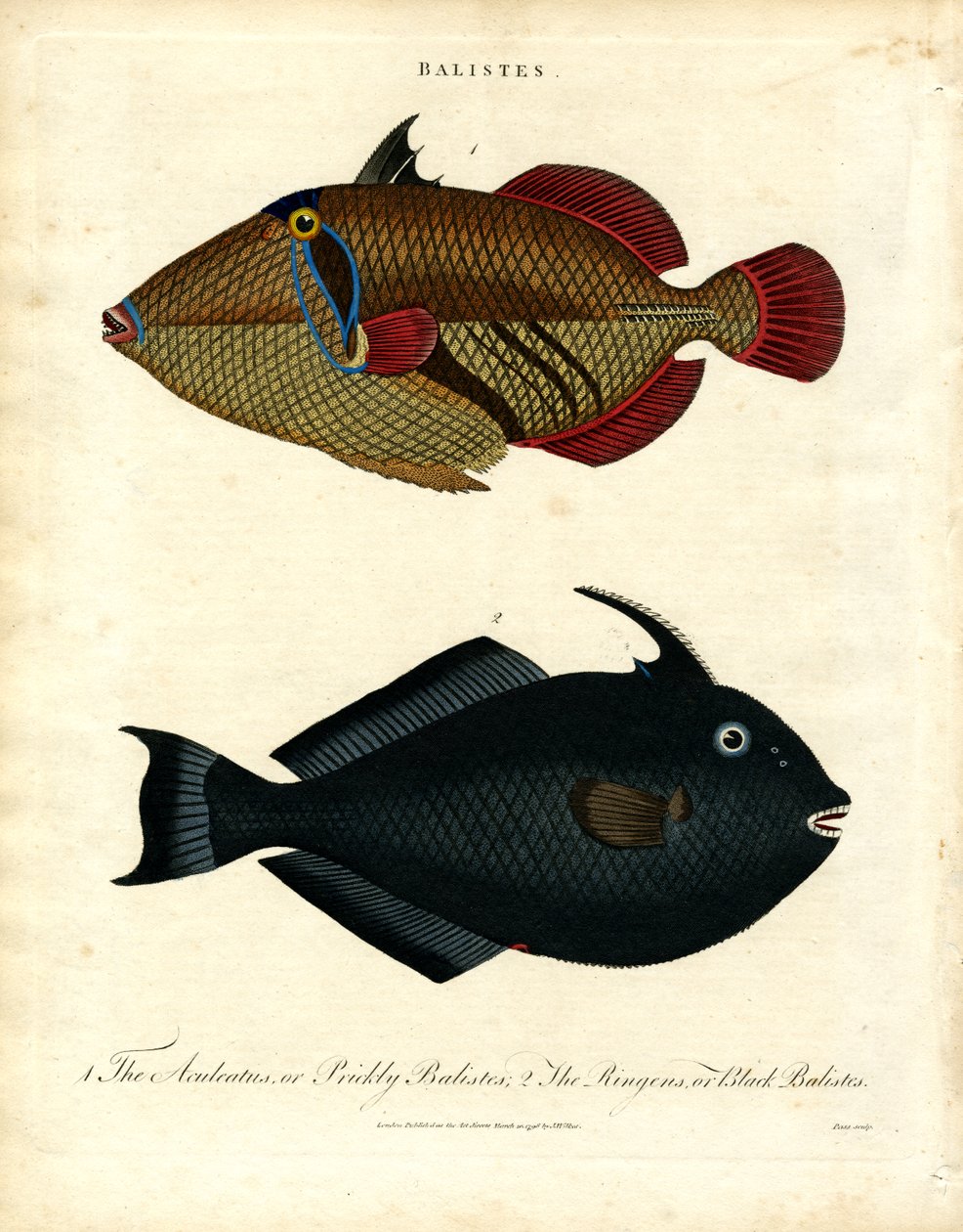 Balistes: Triggerfish autorstwa John Pass