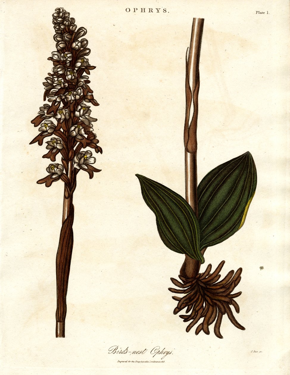 Ptasie gniazdo Ophrys autorstwa John Pass