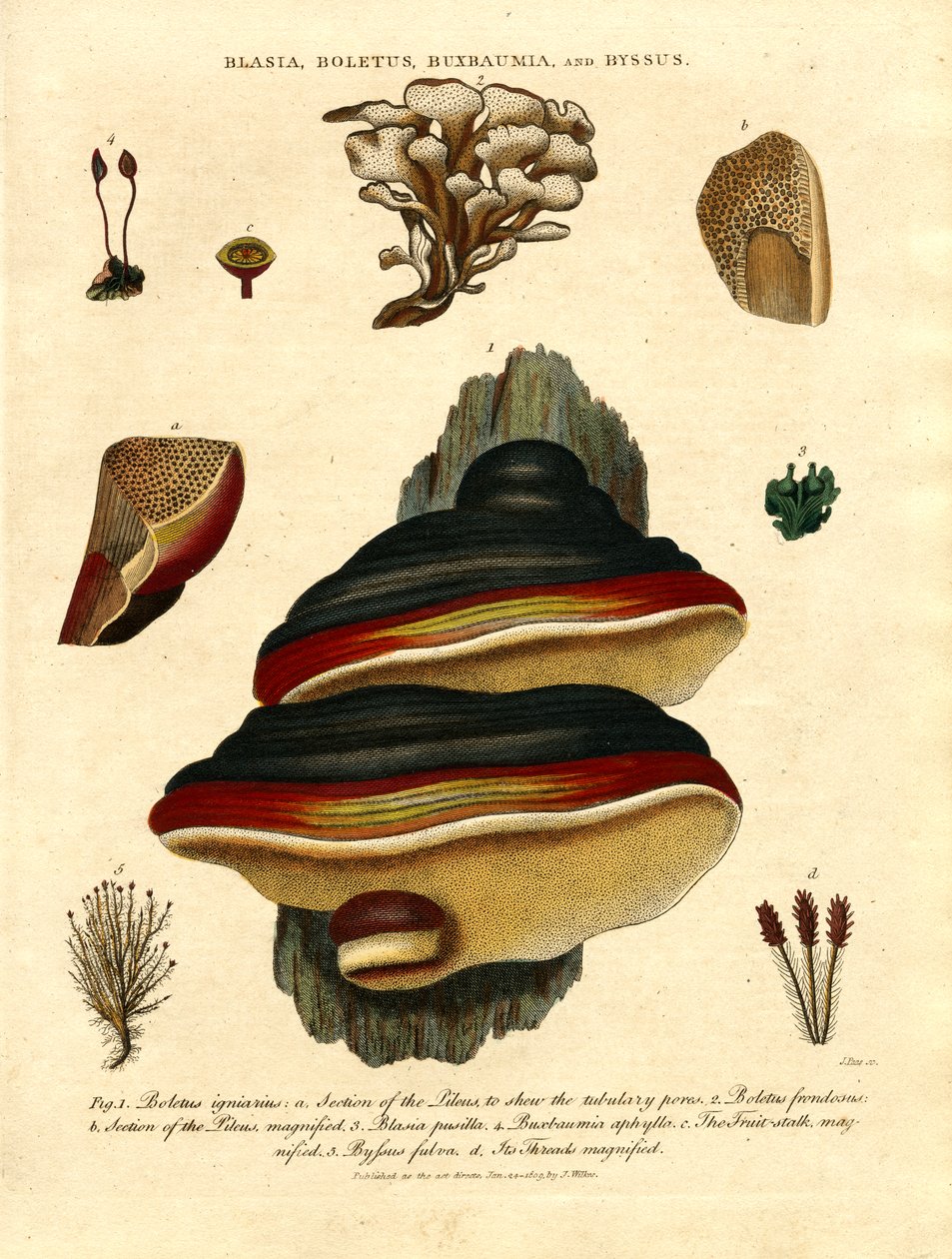 Blasia, Boletus, Buxbaumia i Byssus autorstwa John Pass