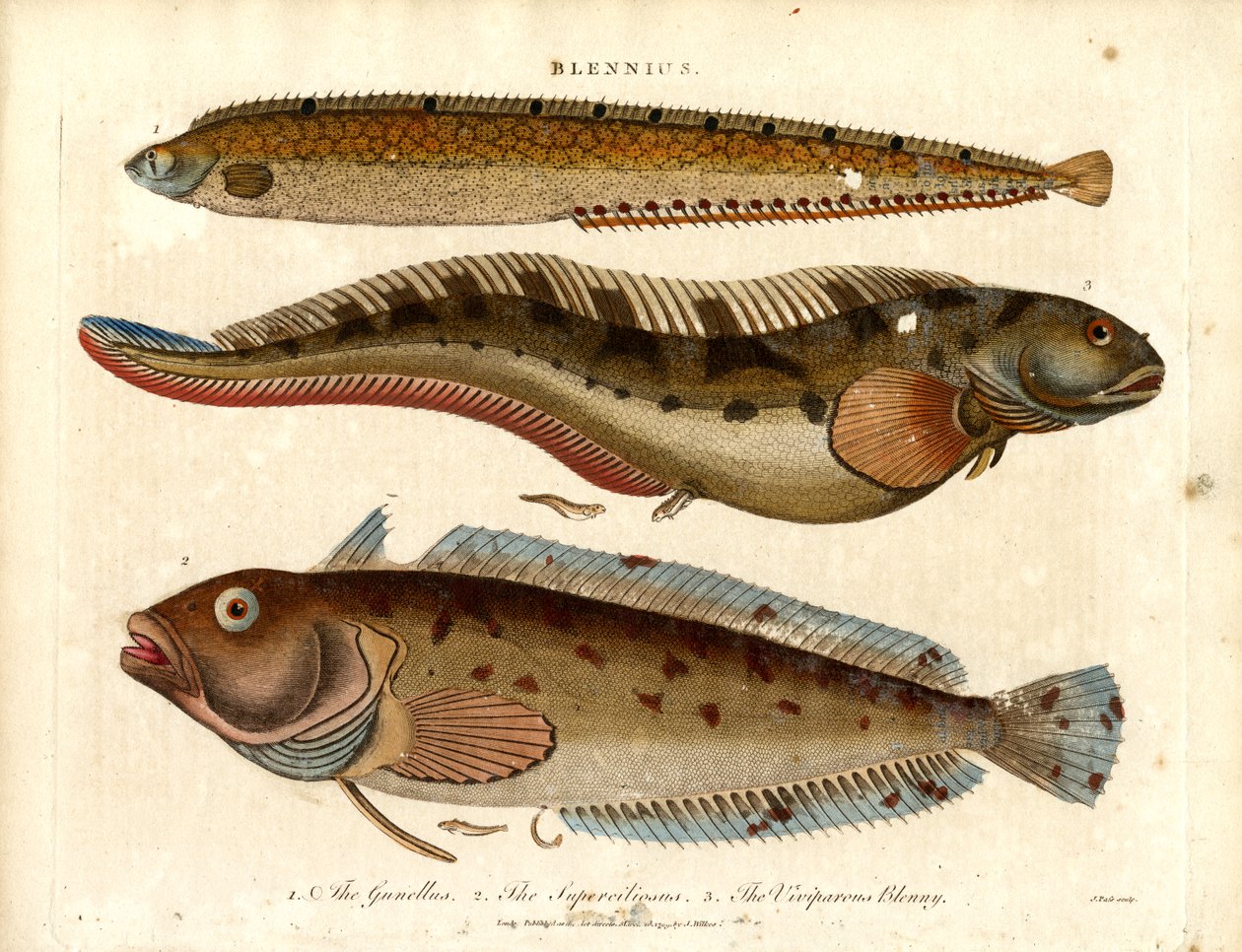 Blennies (Blennius) autorstwa John Pass