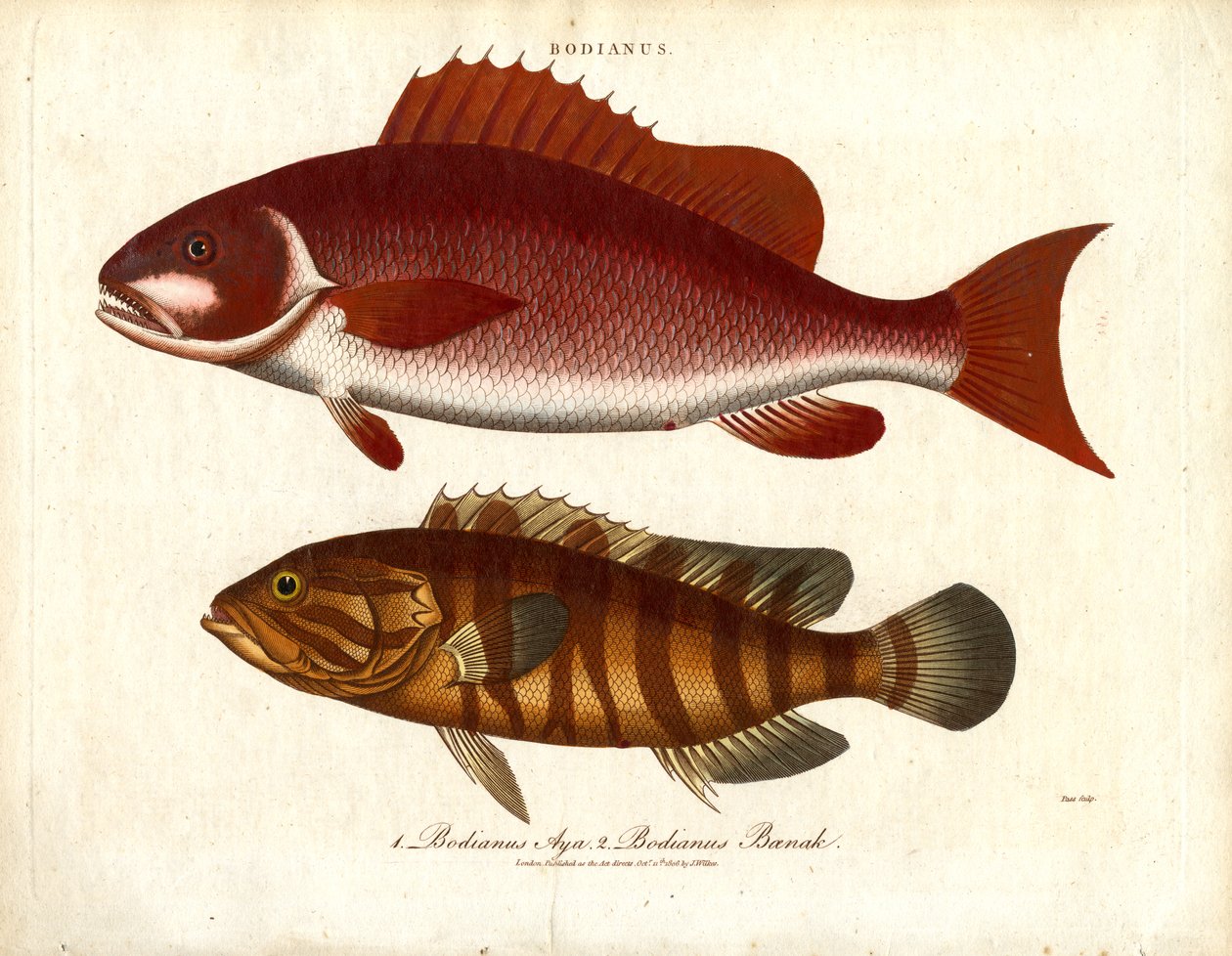 Bodianus - Dwa gatunki okonia morskiego autorstwa John Pass