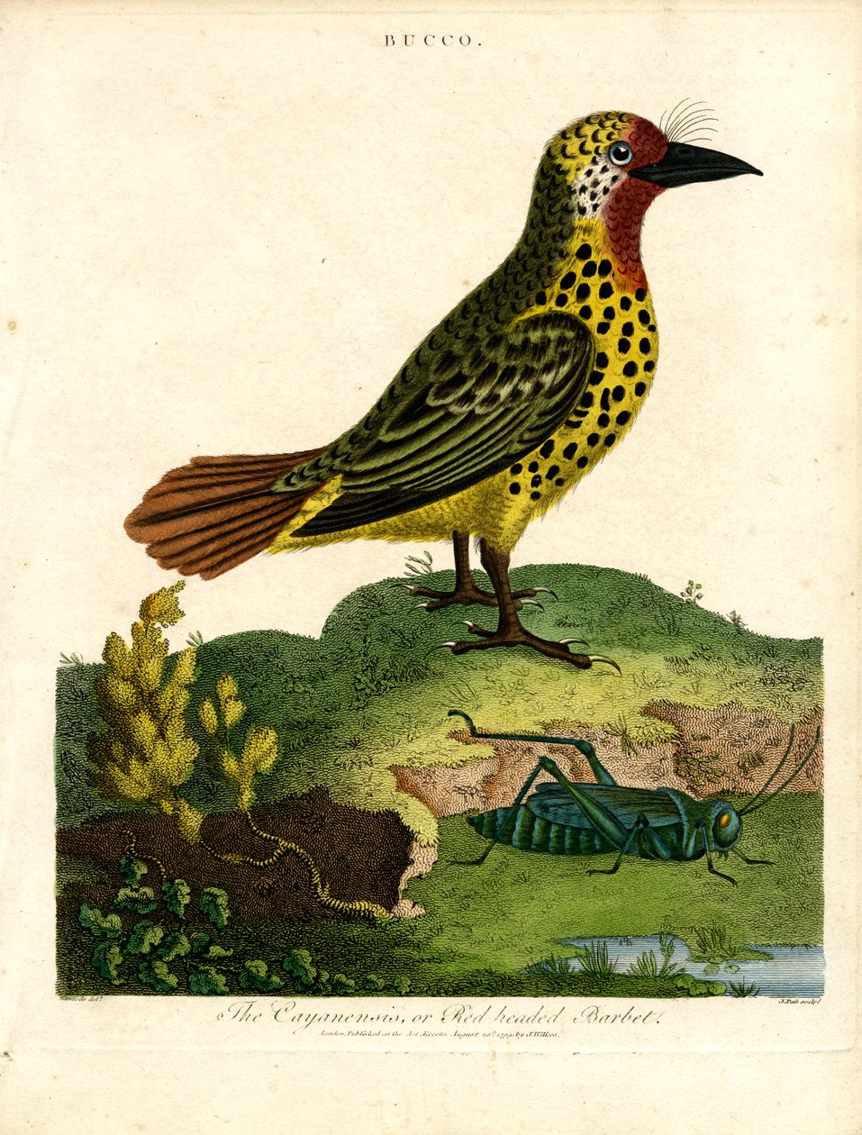 Cayenne Barbet (Bucco) autorstwa John Pass