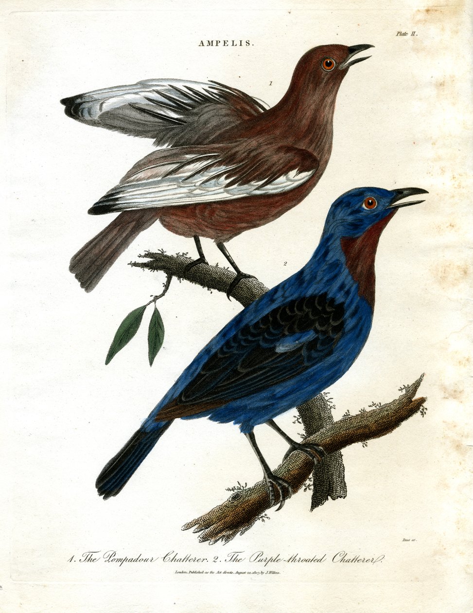 Chatterers (Ampelis) autorstwa John Pass
