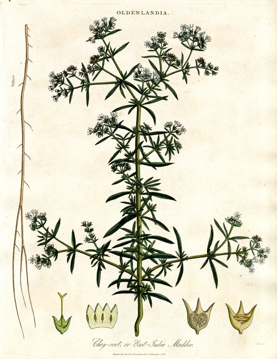 Chay-root lub East-India Madder autorstwa John Pass
