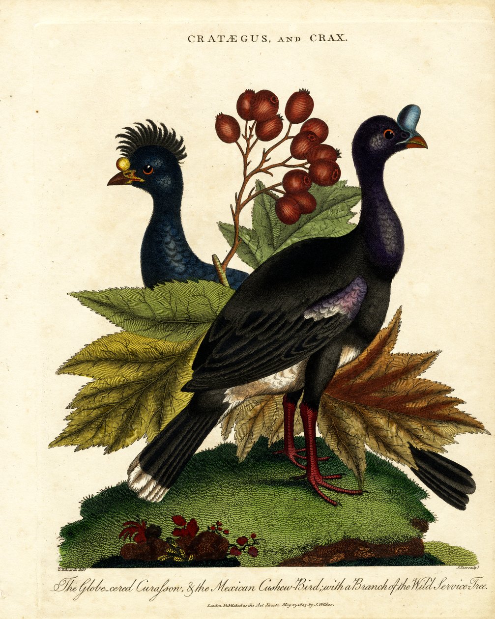 Crataegus i Crax: Glossy Curassow i Mexican Cashew-Bird z dzikim drzewem serwisowym autorstwa John Pass