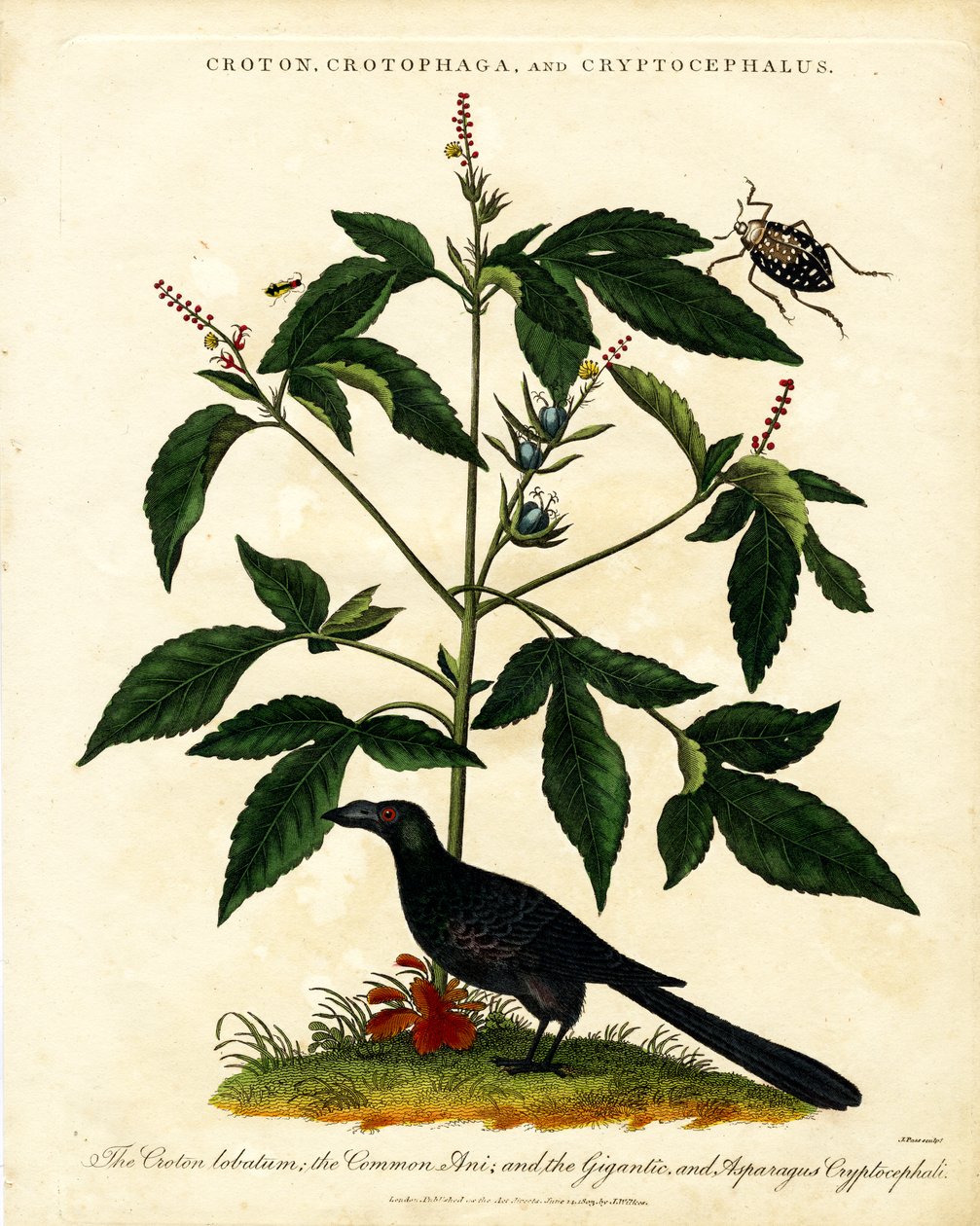 Croton, Crotophaga i Cryptocephalus autorstwa John Pass