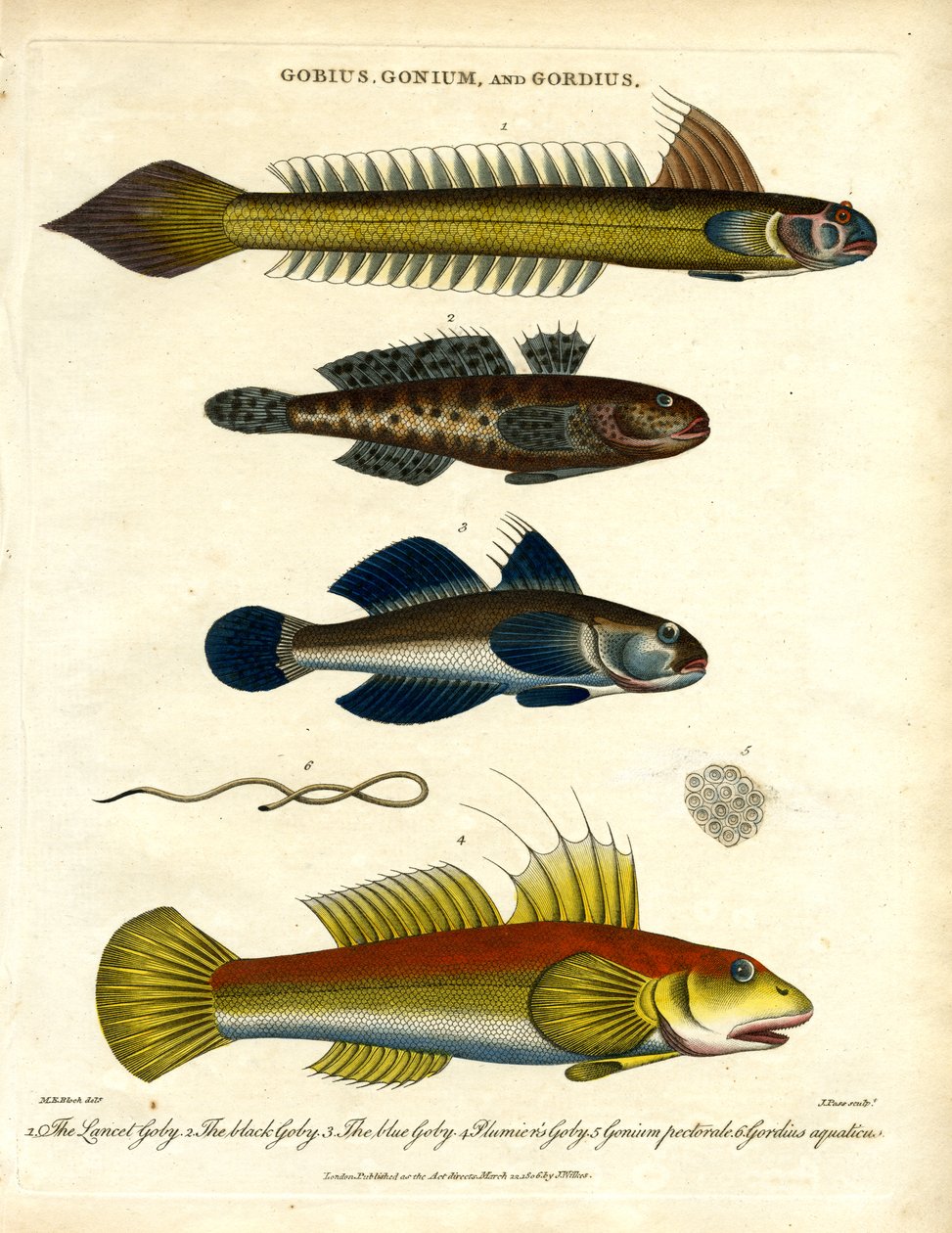 Gobius; Gonium i Gordius: Gobies i Hairworm autorstwa John Pass