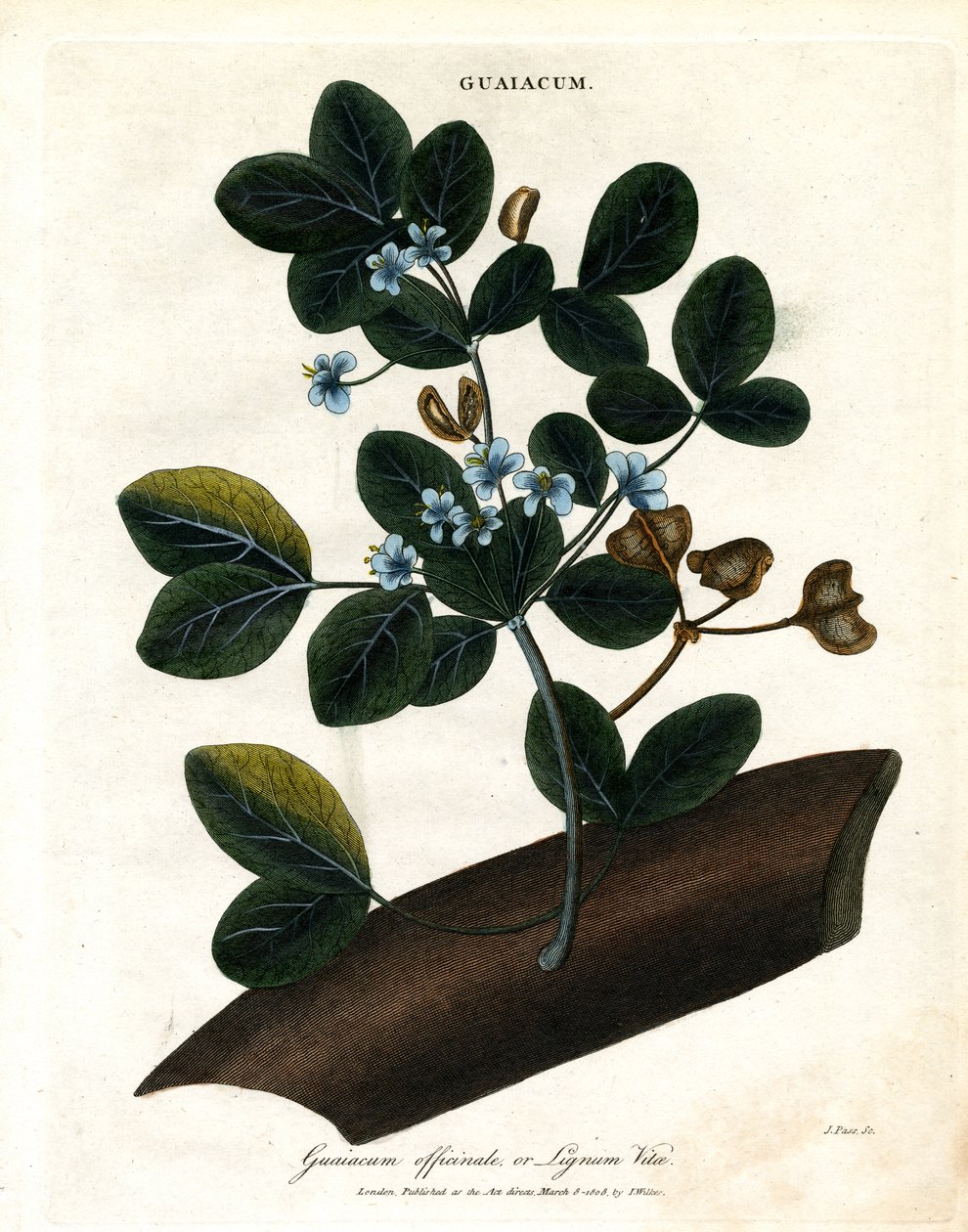 Guaiacum officinale - Lignum Vitae autorstwa John Pass