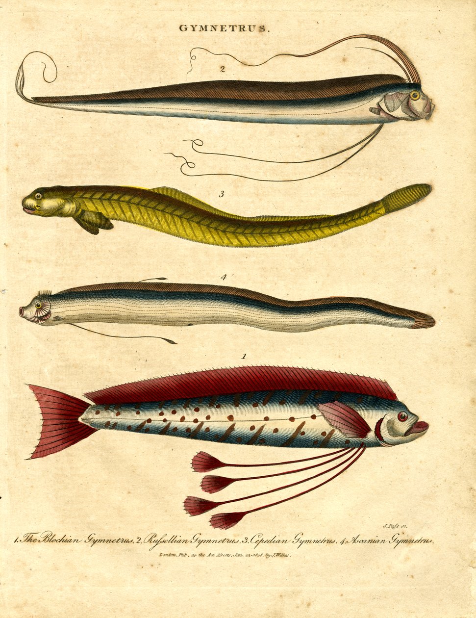 Gymnetrus - Ryby wstęgowe autorstwa John Pass