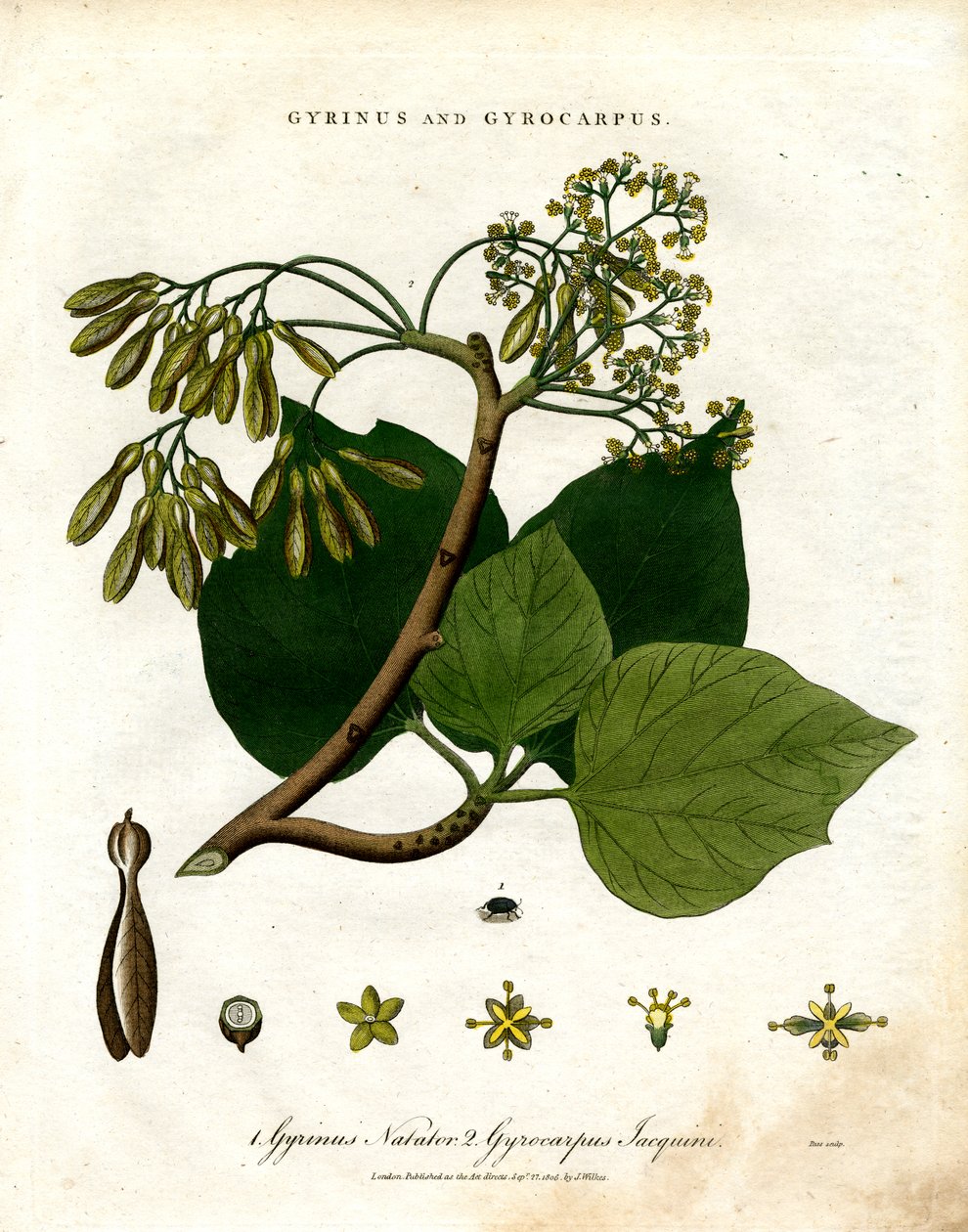 Gyrinus i Gyrocarpus autorstwa John Pass