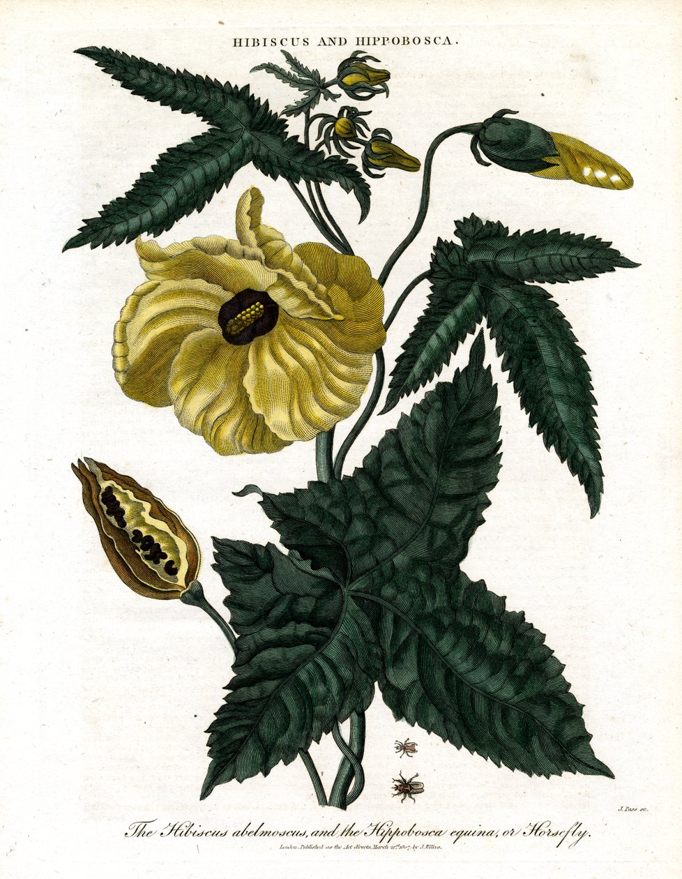 Hibiskus i Hippobosca autorstwa John Pass