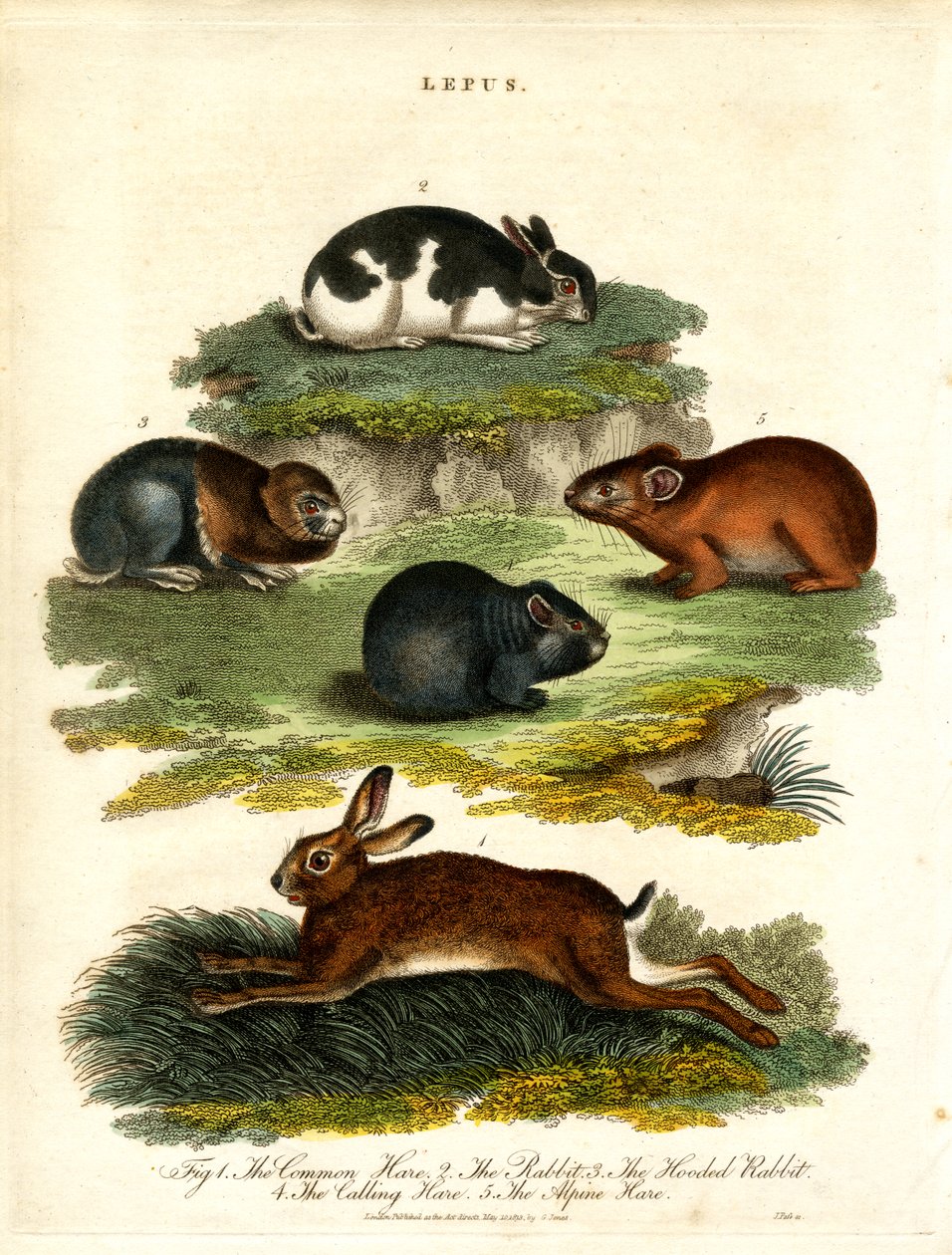 Lepus - Zające i gryzonie autorstwa John Pass