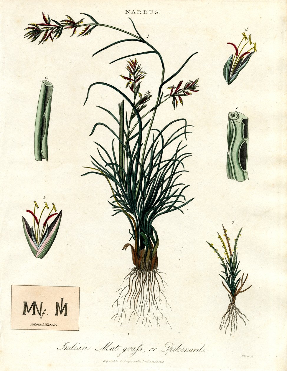 Nardus autorstwa John Pass