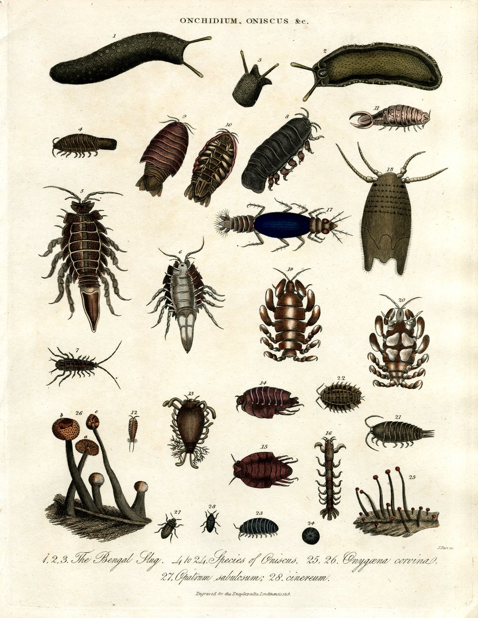 Onchidium; Oniscus i inne stawonogi autorstwa John Pass