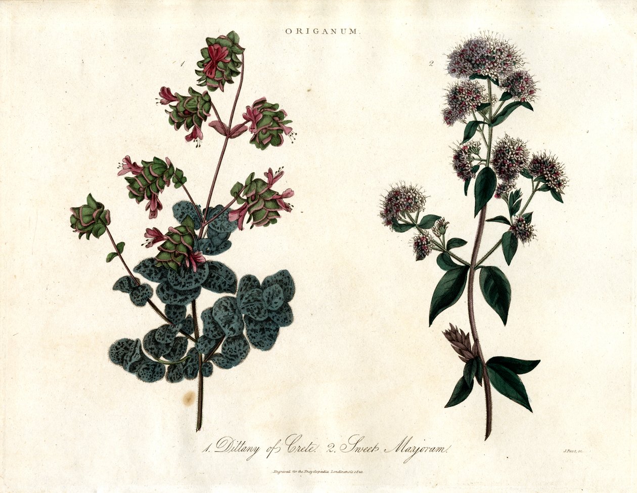Gatunki Origanum: Dittany of Crete i Sweet Marjoram autorstwa John Pass
