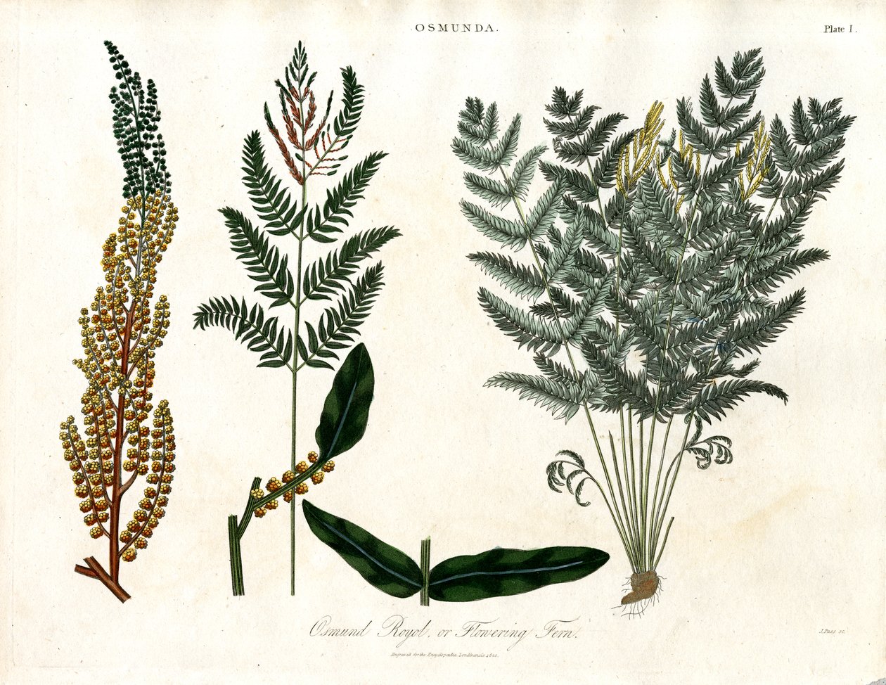 Osmunda autorstwa John Pass