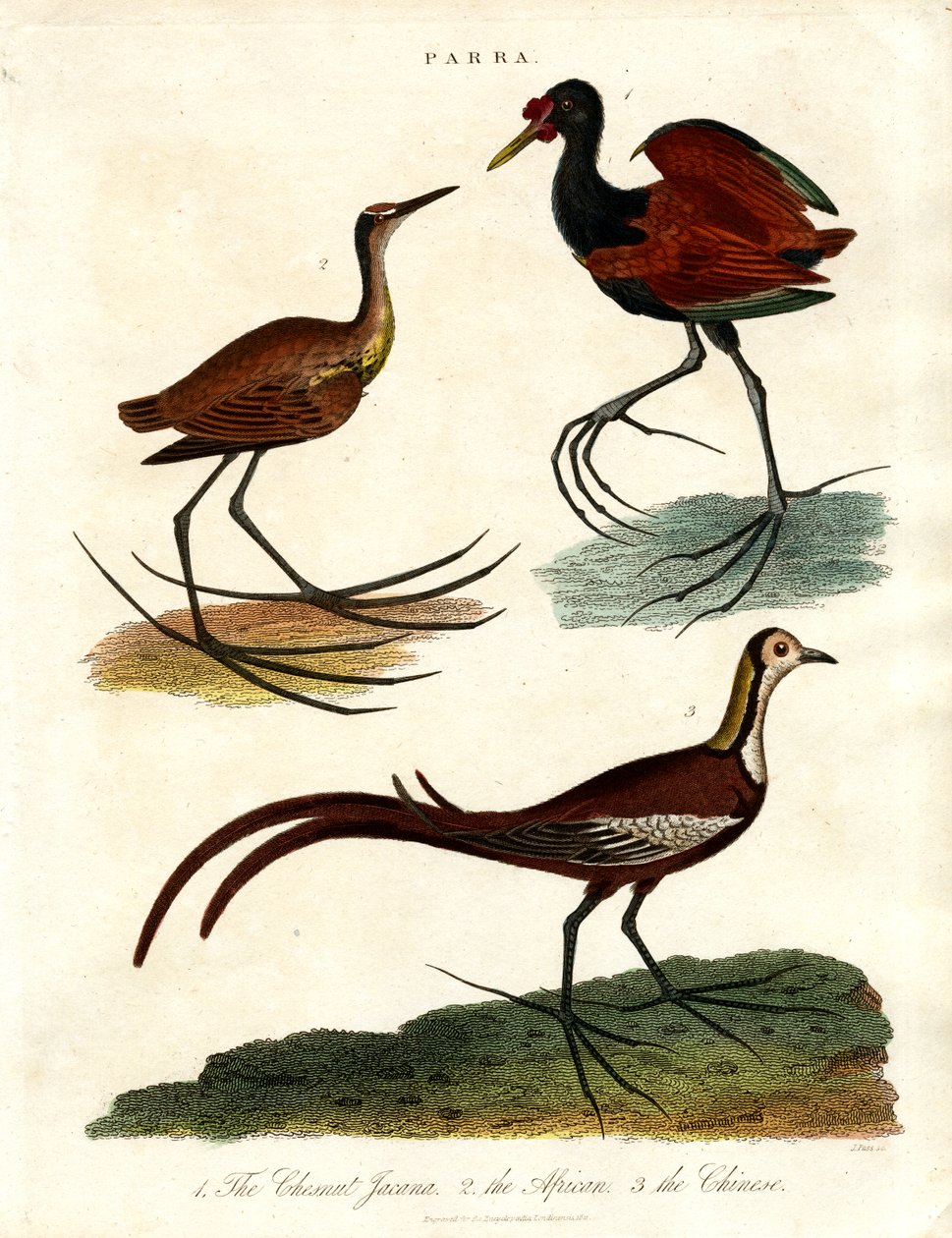 Gatunki Parra (Jacanas) autorstwa John Pass