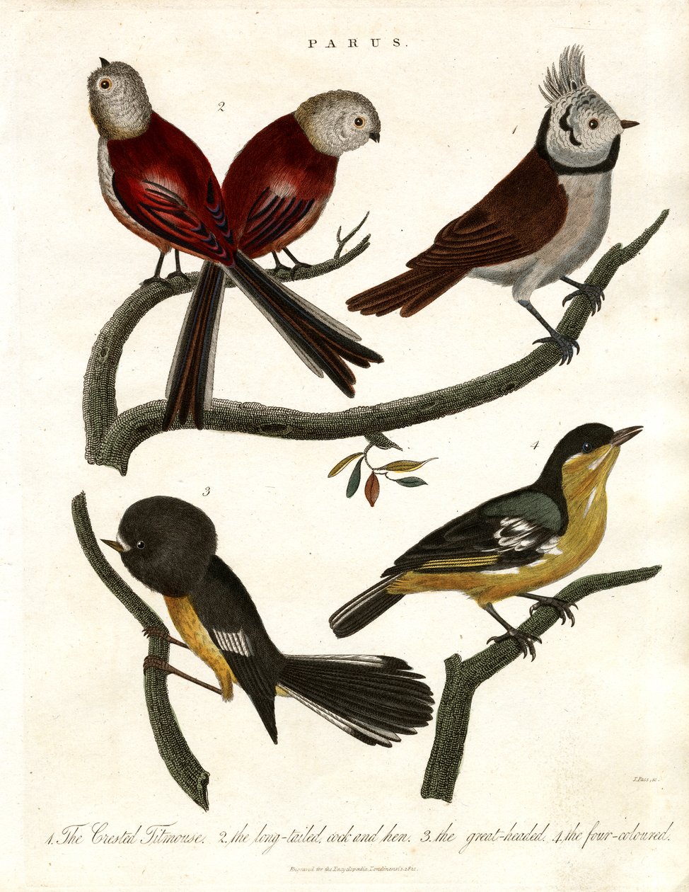 Parus: Titmice i Parids autorstwa John Pass