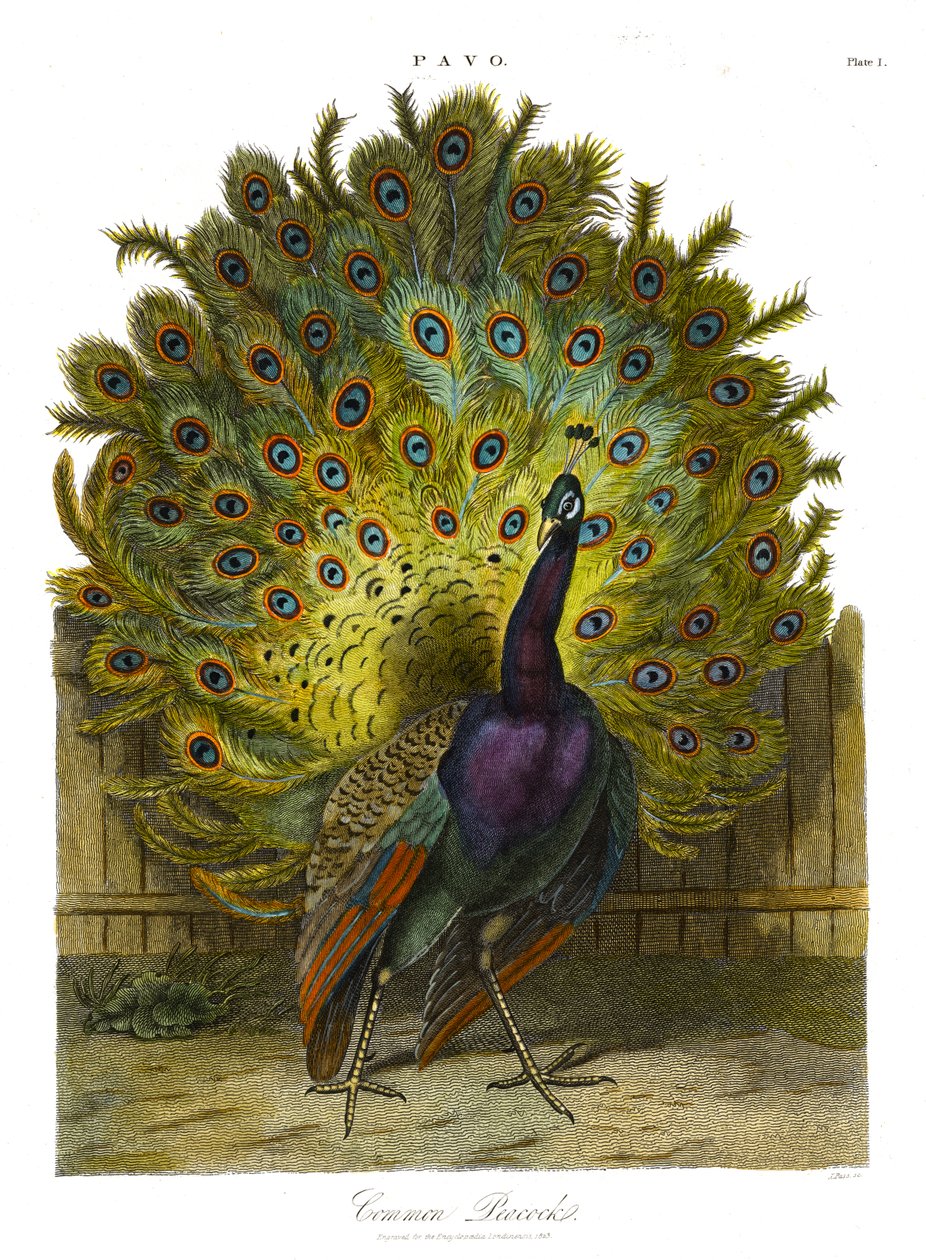 Pavo: paw pospolity autorstwa John Pass