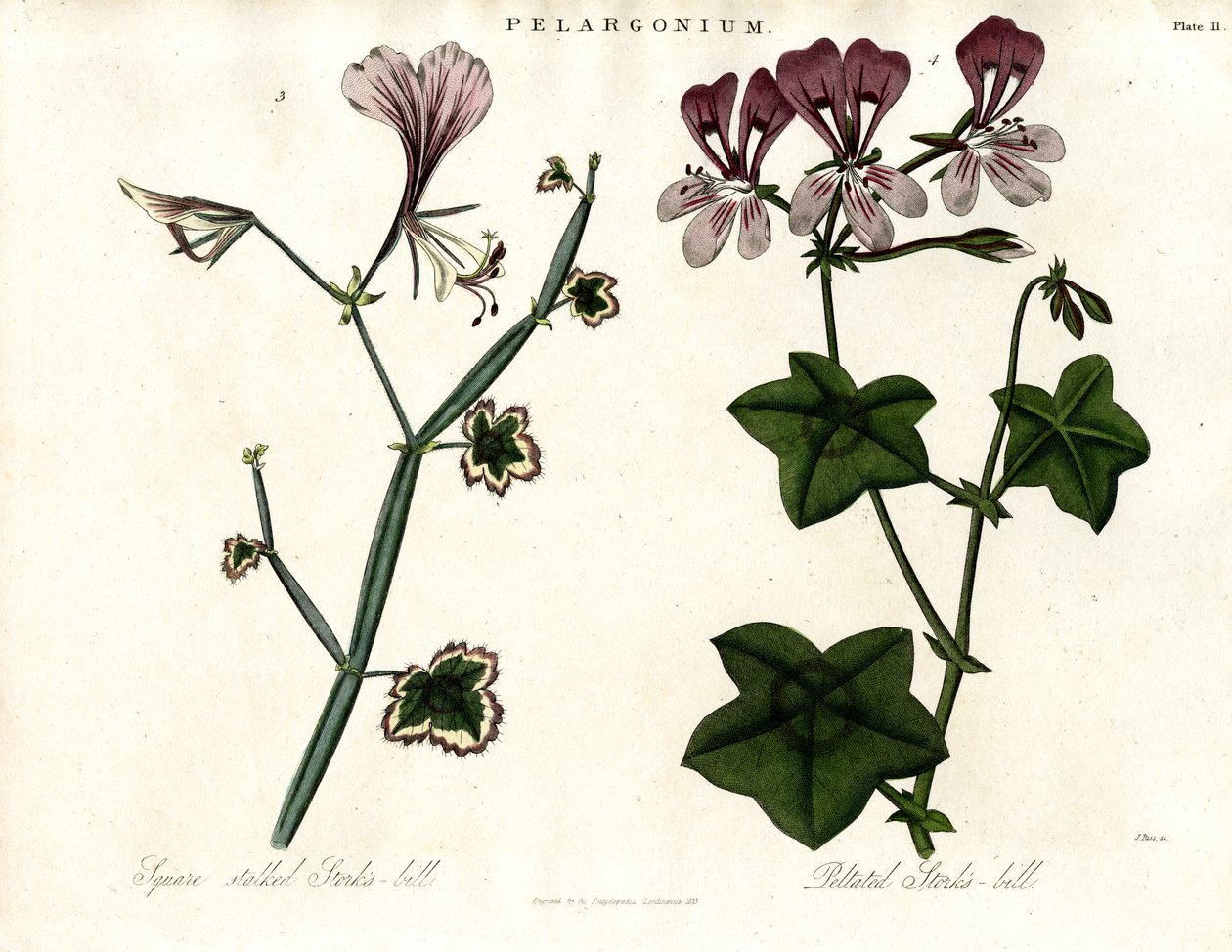 Gatunek pelargonii (bociani pazur) autorstwa John Pass
