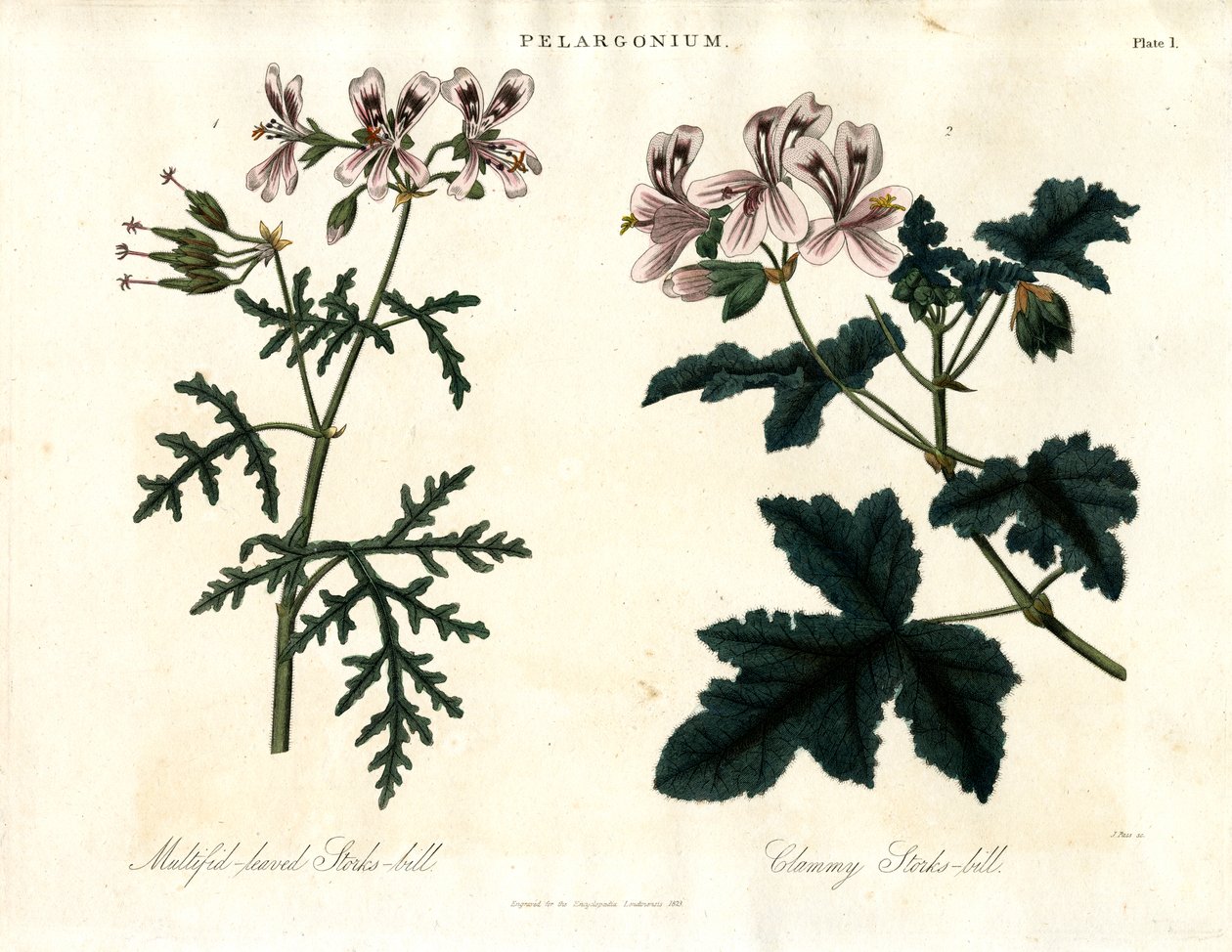 Gatunki pelargonii: Bocianowate wielolistne i Bocianowate małżowate autorstwa John Pass