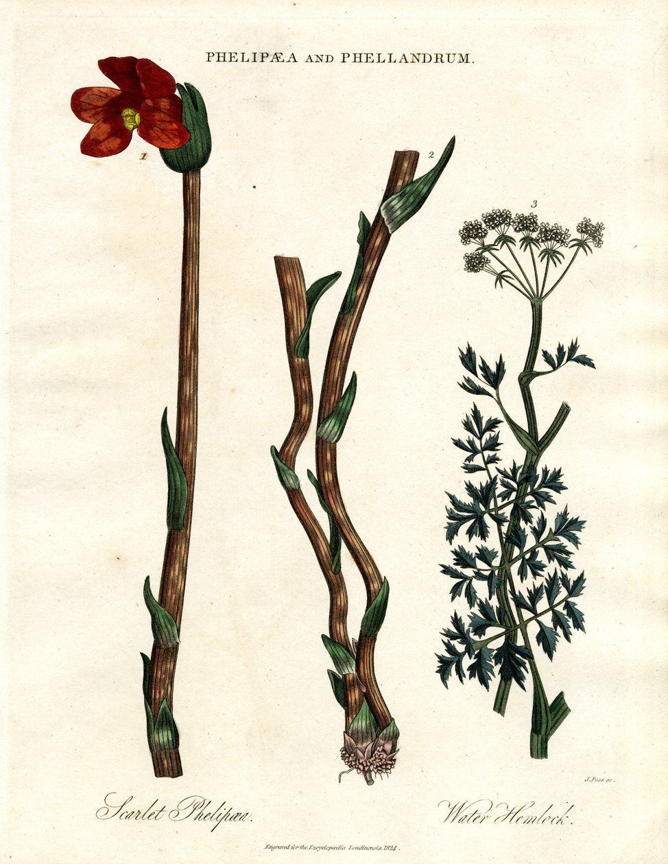 Phelipaea i Phellandrum autorstwa John Pass