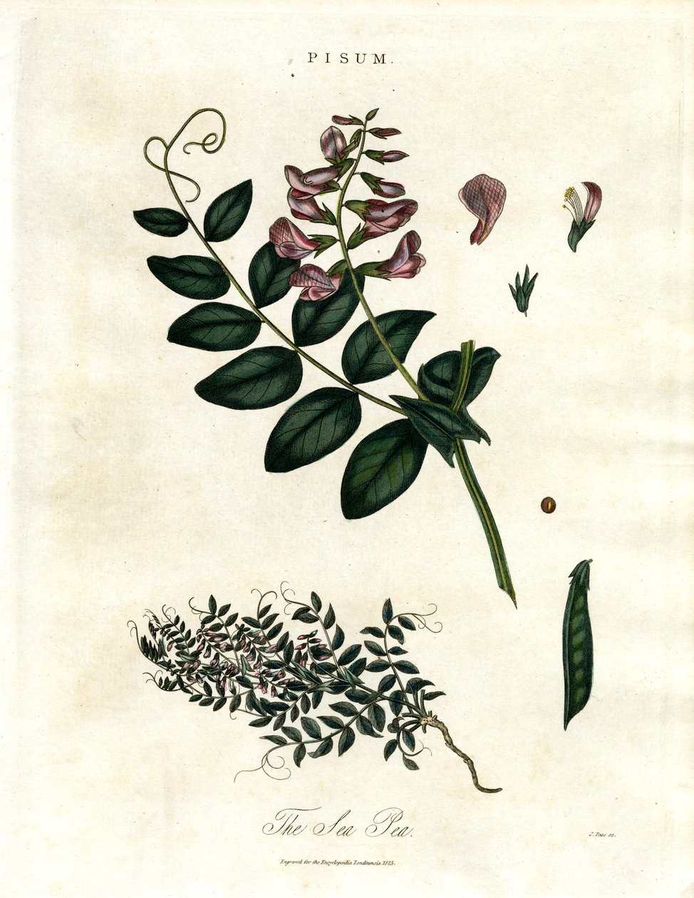Pisum - Groch autorstwa John Pass