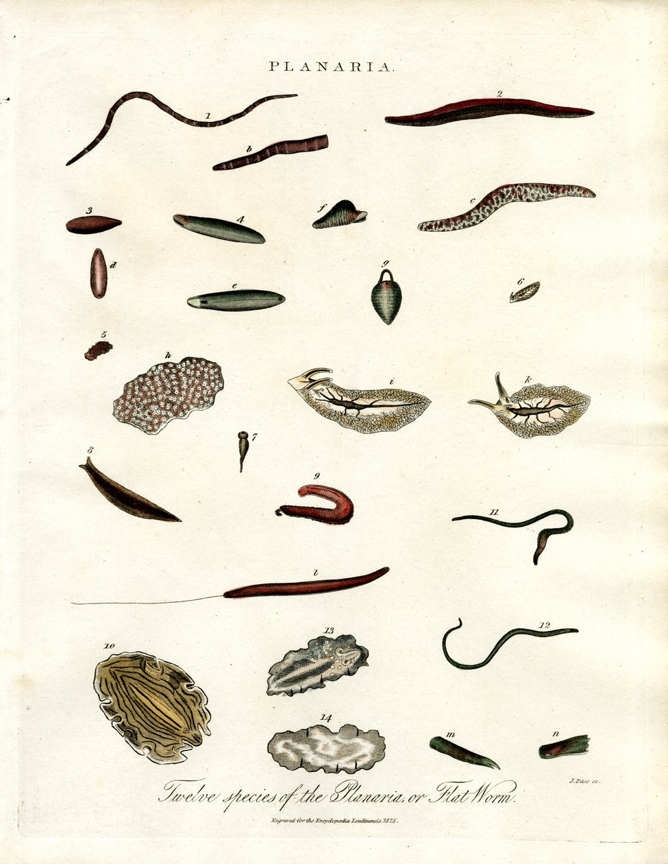 Planaria - dwanaście gatunków płazińców autorstwa John Pass