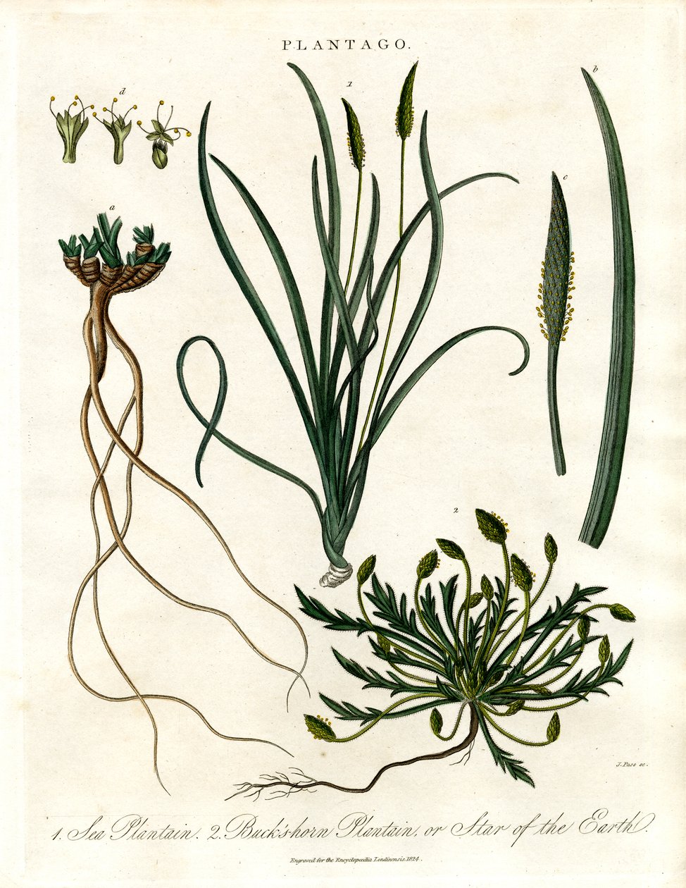 Gatunek Plantago autorstwa John Pass