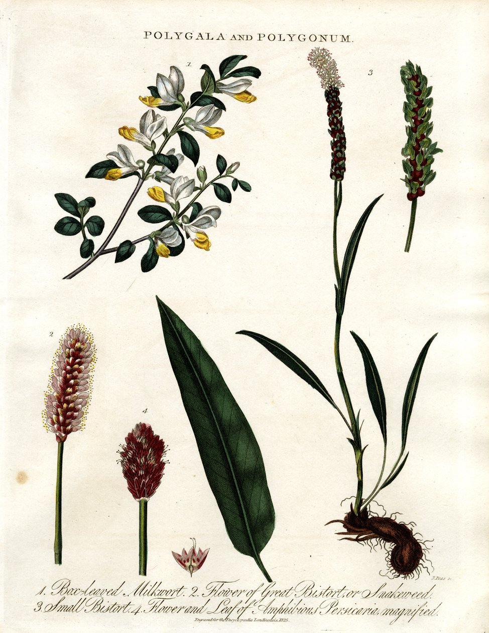 Polygala i Polygonum autorstwa John Pass
