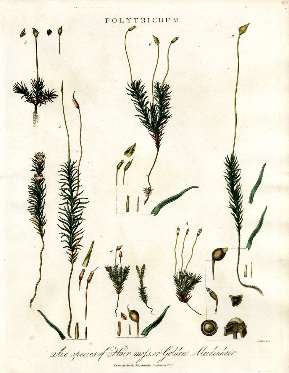 Polytrichum autorstwa John Pass