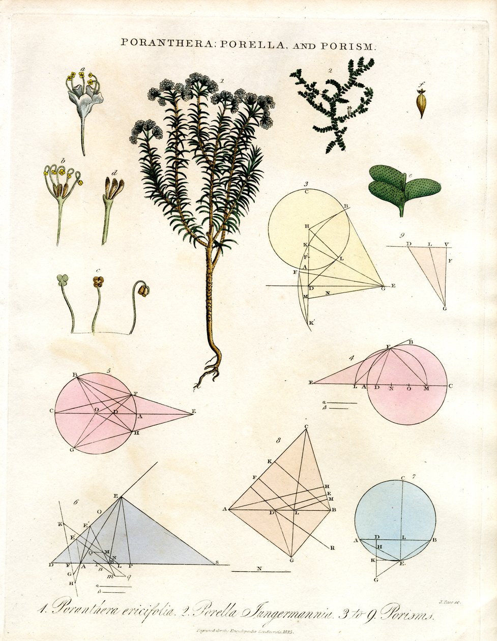 Poranthera; Porella i Porisms autorstwa John Pass