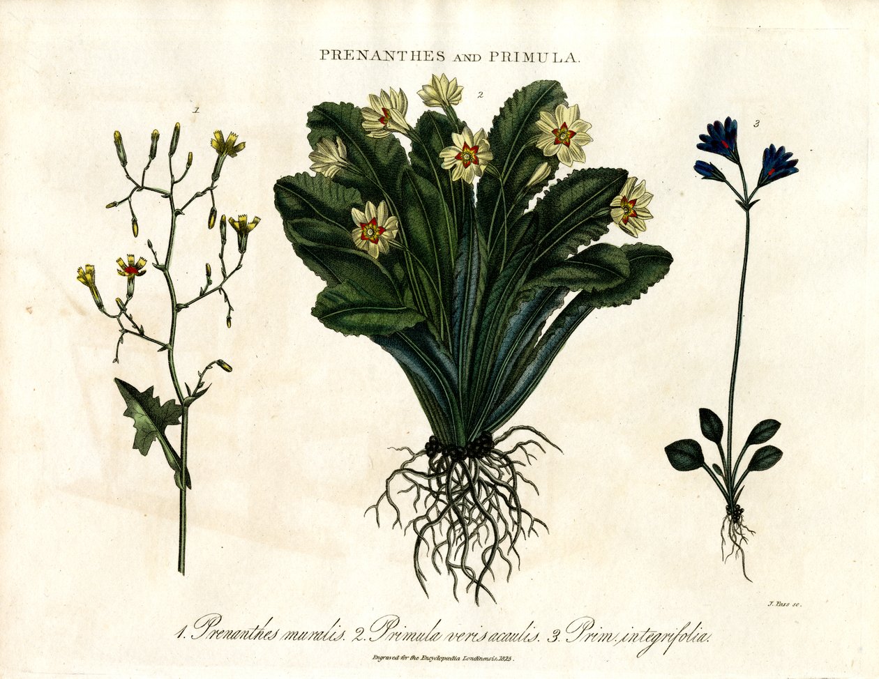 Prenanthes i Primula: Sałata ścienna, pierwiosnek i pierwiosnek całolistny autorstwa John Pass