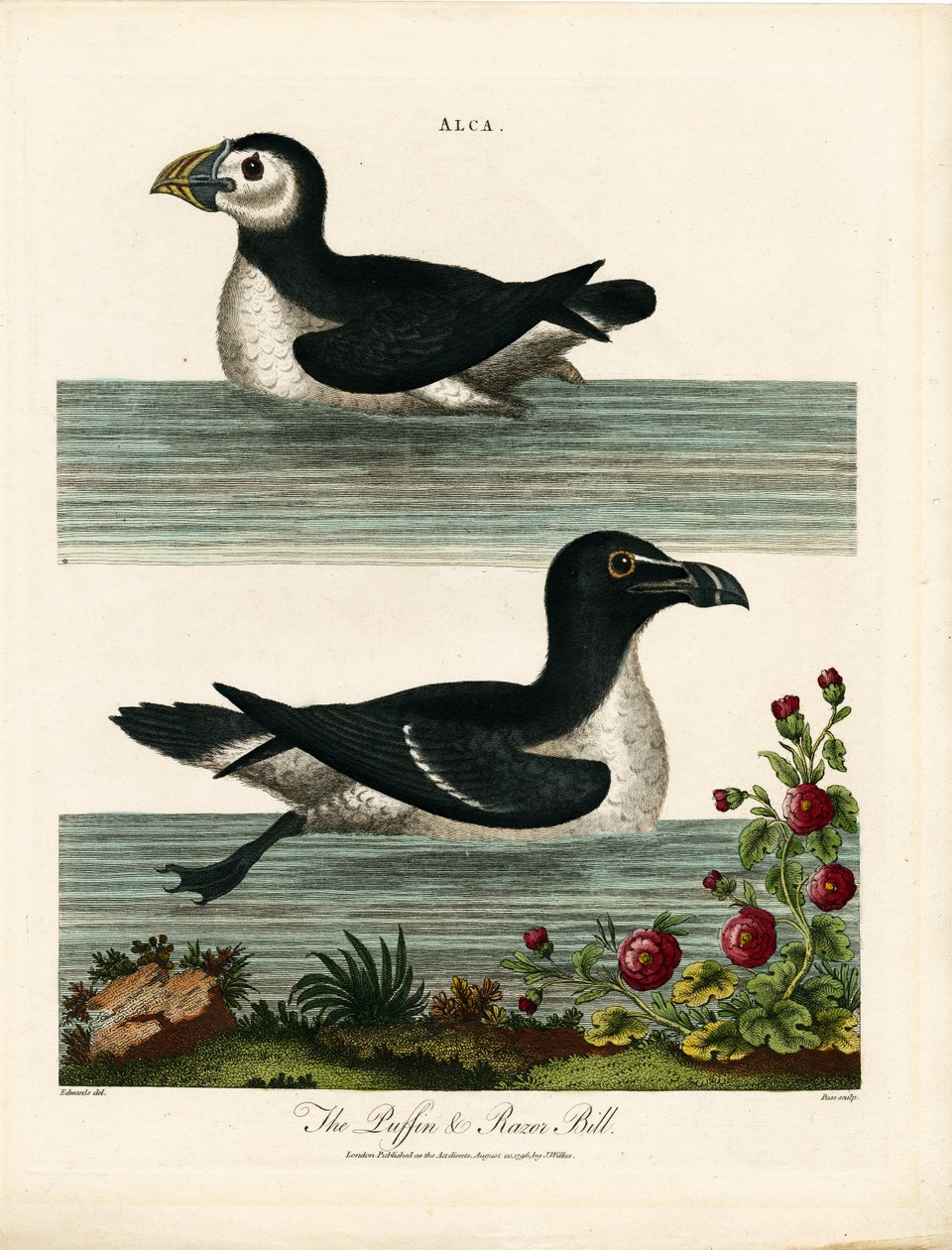 Puffin i Razor Bill (Alca) autorstwa John Pass