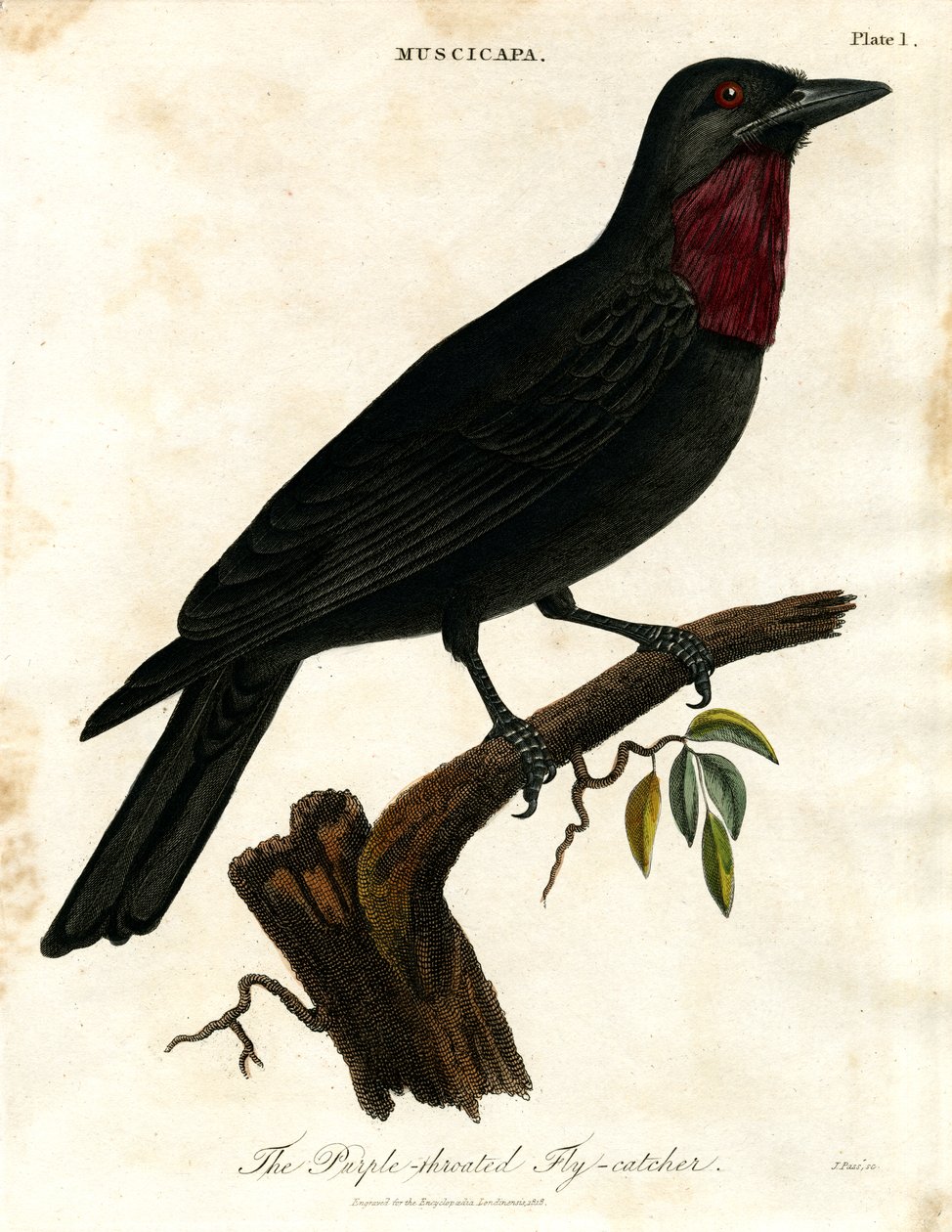 Muchołówka mała (Muscicapa) autorstwa John Pass