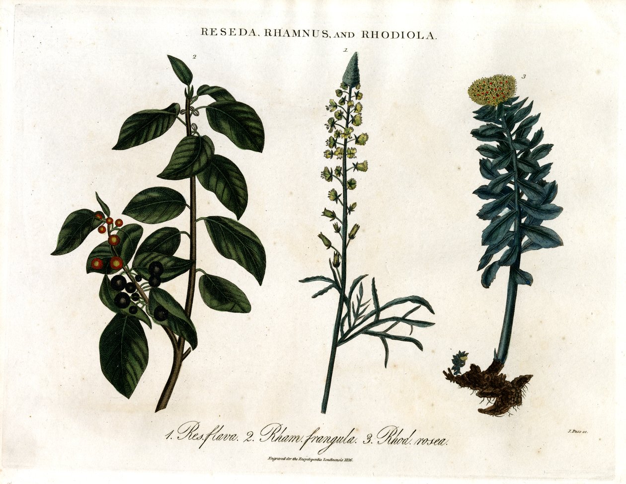 Reseda; Rhamnus i Rhodiola autorstwa John Pass
