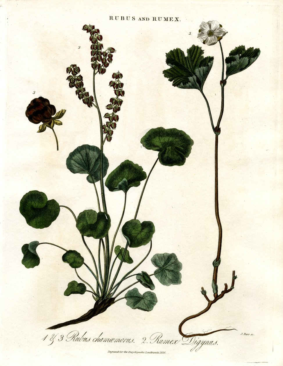 Rubus i Rumex: malina moroszka i szczaw górski autorstwa John Pass