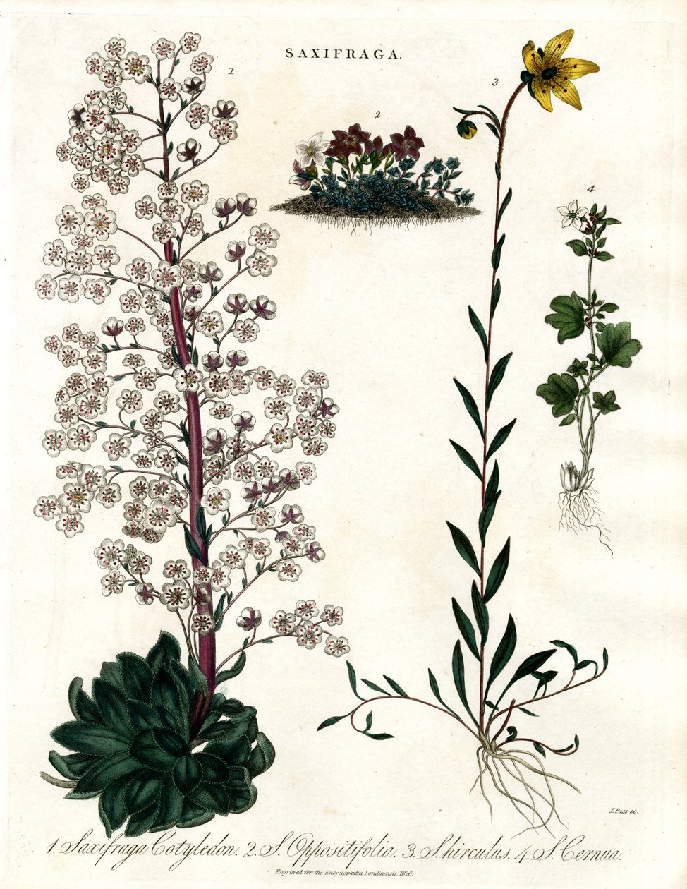 Saxifraga Gatunek autorstwa John Pass
