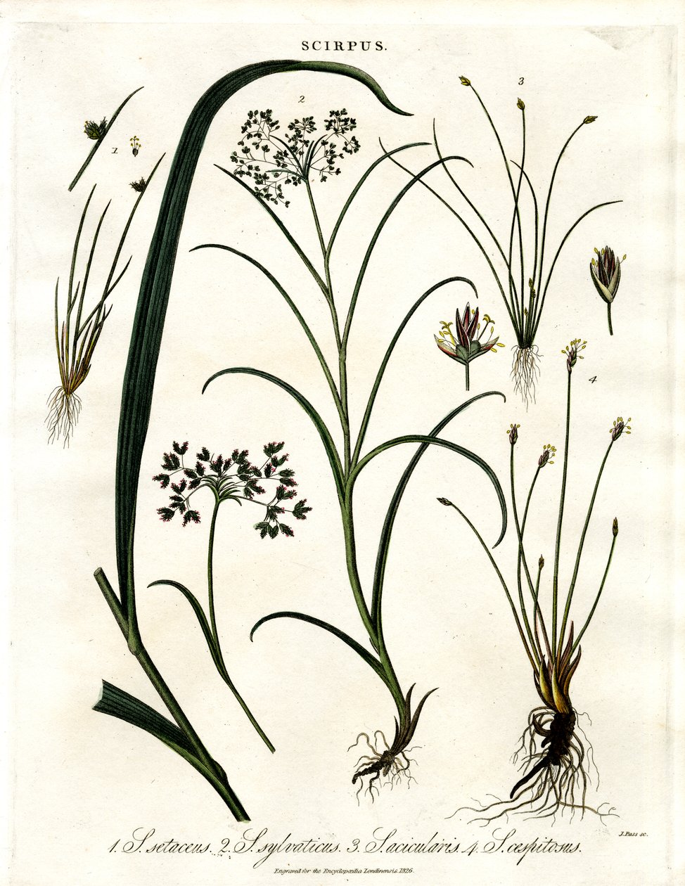 Gatunek Scirpus autorstwa John Pass