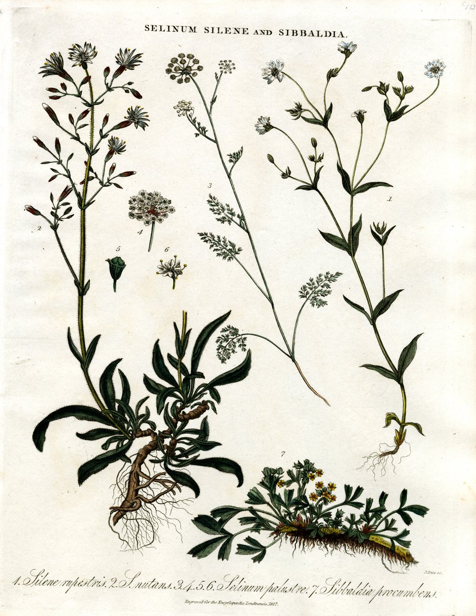Selinum; Silene i Sibbaldia autorstwa John Pass
