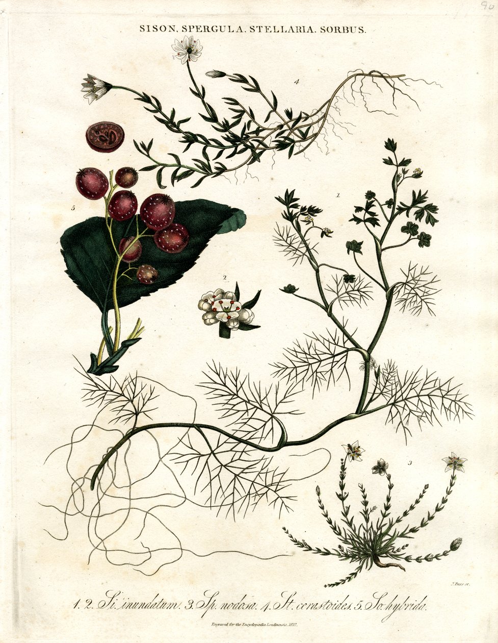 Sison;Spergula;Stellaria;Sorbus autorstwa John Pass
