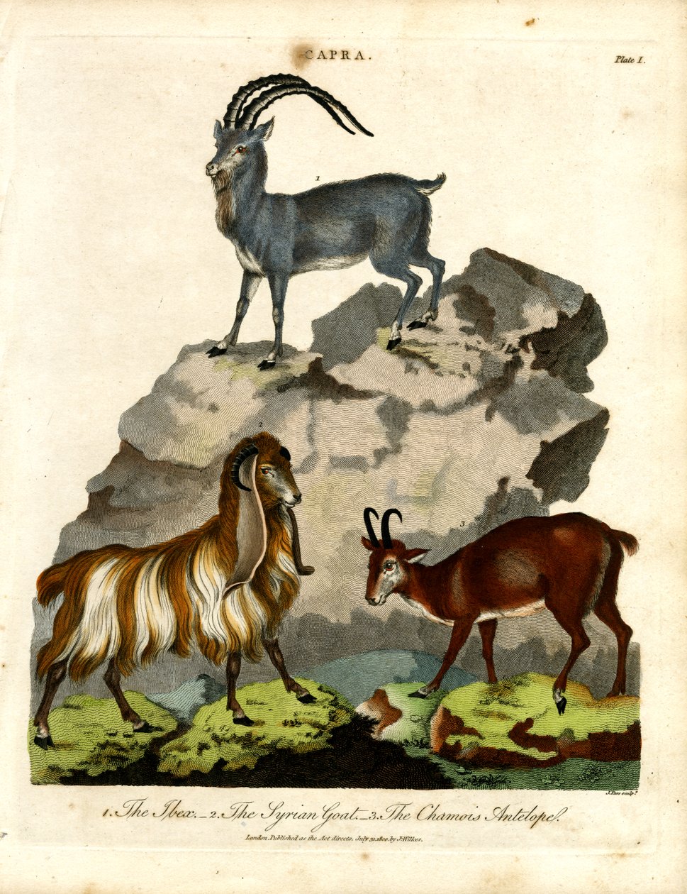 Ibex, koza syryjska i antylopa kozica autorstwa John Pass