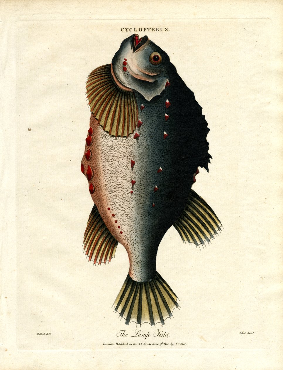 Lump Fish autorstwa John Pass