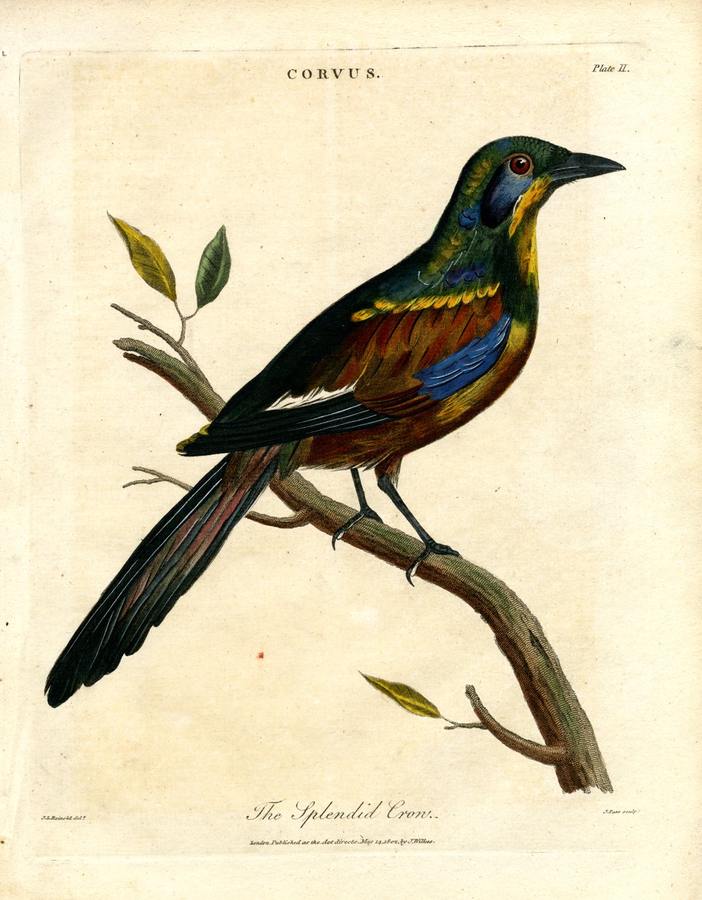 The Splendid Crow autorstwa John Pass