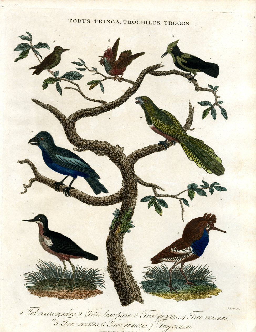 Todus;Tringa;Trochilus i Trogon autorstwa John Pass