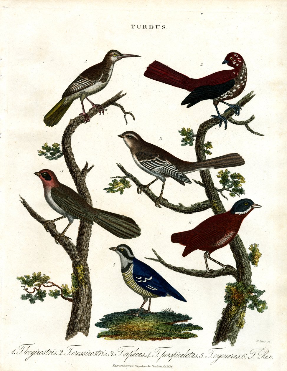 Różne gatunki drozdów (Turdus) autorstwa John Pass