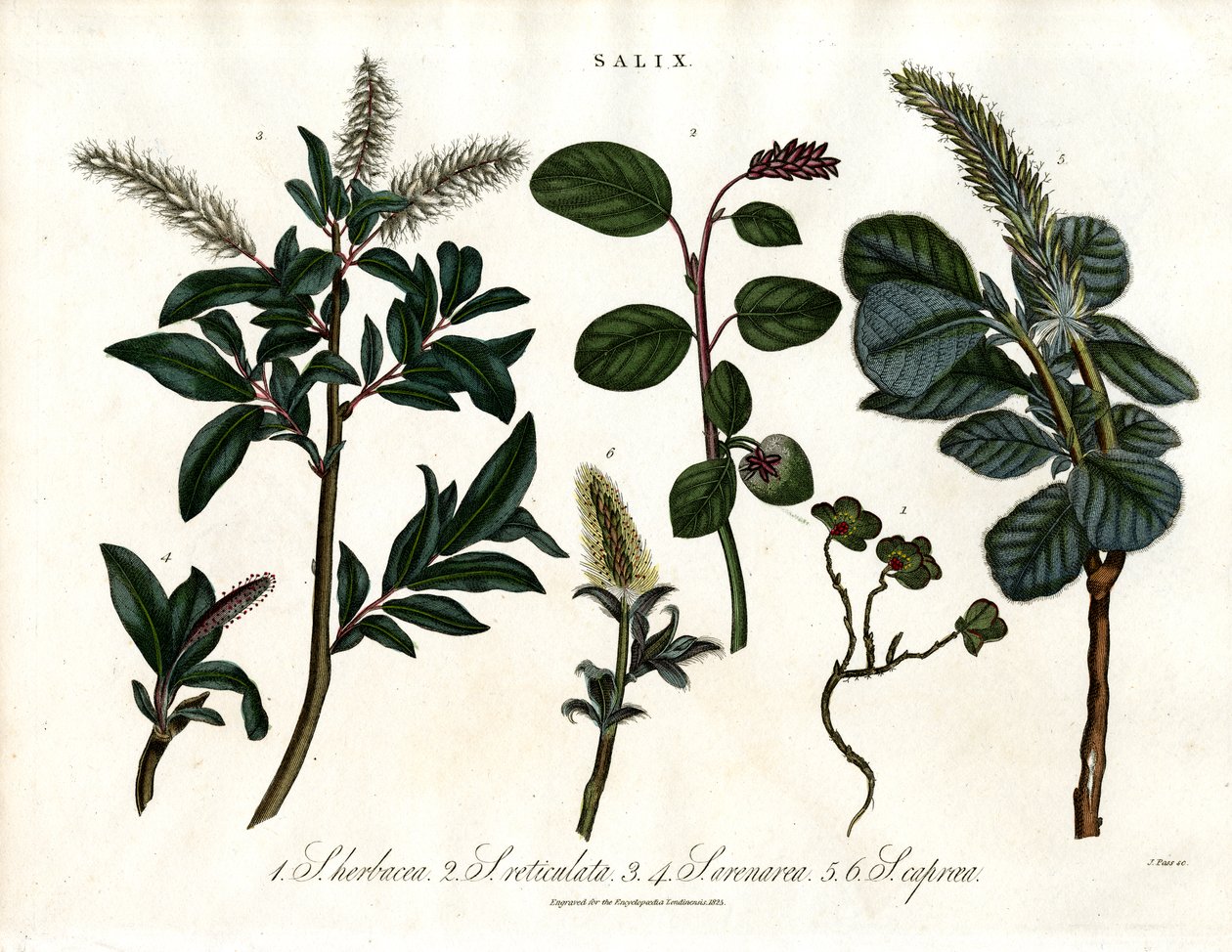 Różne gatunki wierzby (Salix) autorstwa John Pass