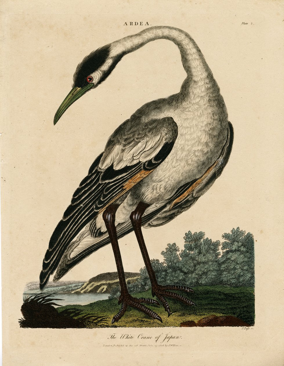 Japoński żuraw biały (Ardea) autorstwa John Pass