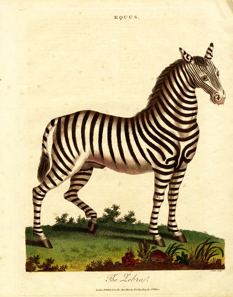 Zebra (Equus) autorstwa John Pass