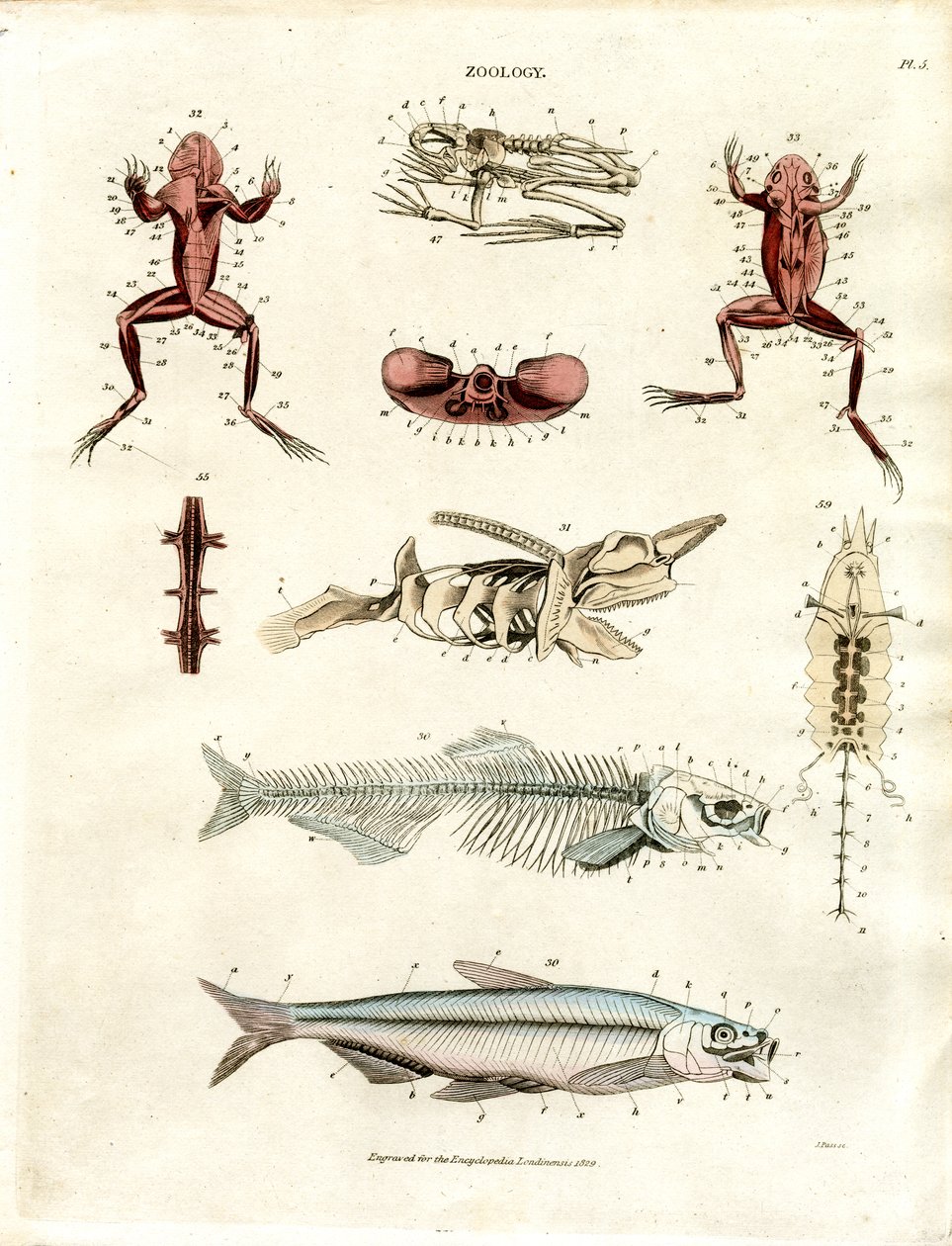 Zoologiczne ilustracje anatomiczne (plansza 5) autorstwa John Pass